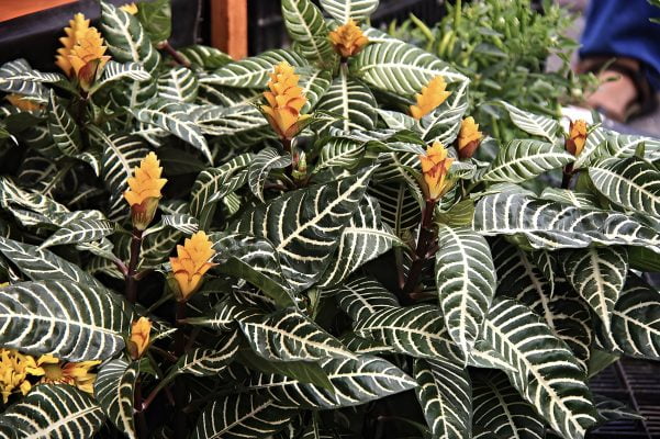 Zebra Plant Care Guide: Unveiling the Striking Charms of Aphelandra Squarrosa