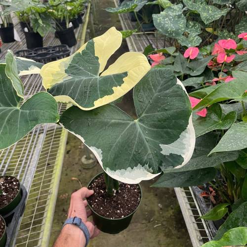 Alocasia Mickey Mouse (Xanthosoma sagittifolium 'Variegatum Monstrosum')