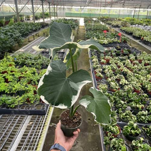 Alocasia Mickey Mouse (Xanthosoma sagittifolium 'Variegatum Monstrosum')