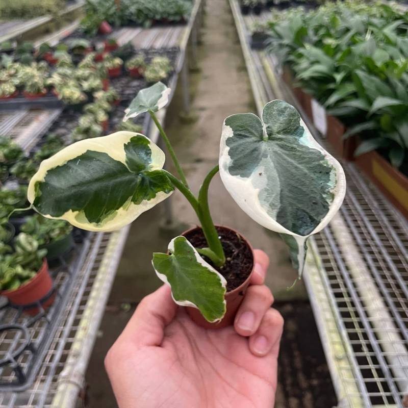 Alocasia Mickey Mouse (Xanthosoma sagittifolium 'Variegatum Monstrosum')