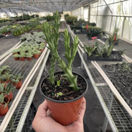 Starfish Cactus (Stapelia orbea variegata)