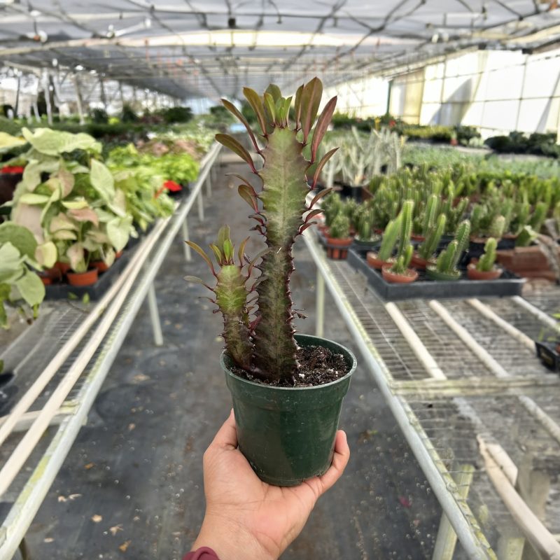 Succulent Euphorbia Trigona Rubra