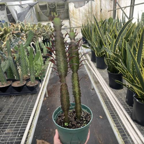 Succulent Euphorbia Trigona Rubra