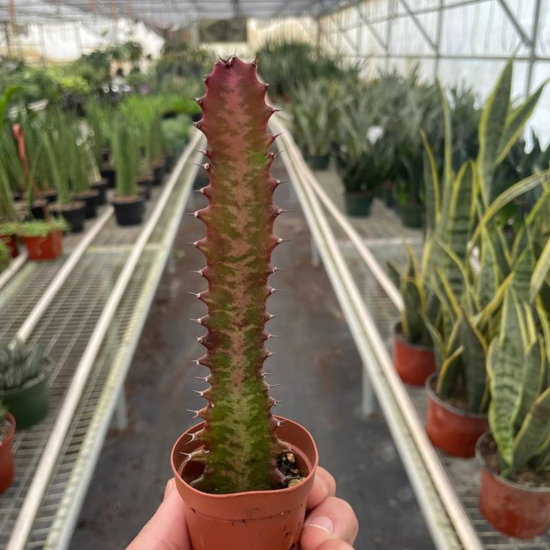 Succulent Euphorbia Trigona Rubra - Image 3