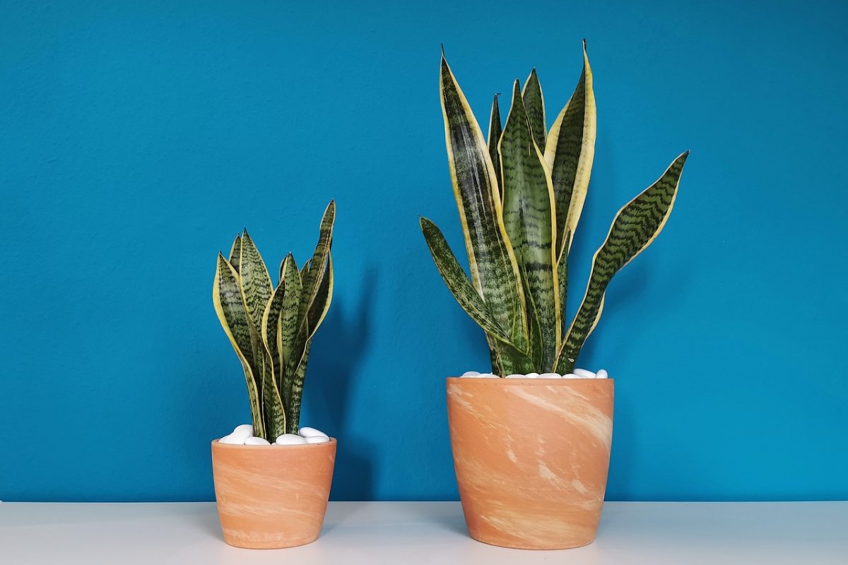 Winter can be a challenging time for many plants due to lower light levels, cooler temperatures, and drier indoor air. However, some houseplants not only survive but thrive in these conditions, making them perfect additions to your home during the colder months. Here are the top five houseplants to buy in the winter to keep your indoor space lush and lively.