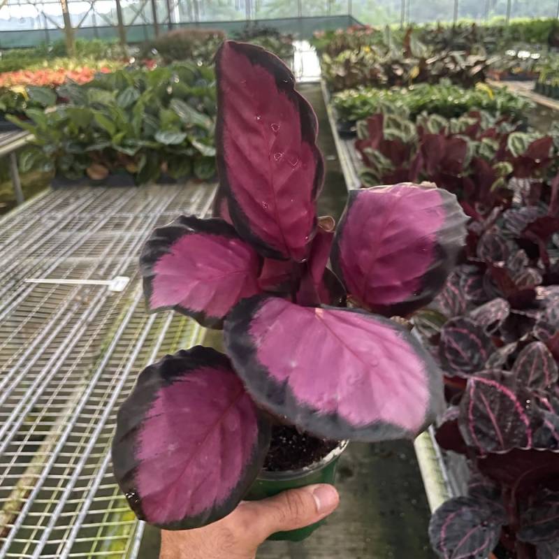 Calathea Purple Rose - Image 2