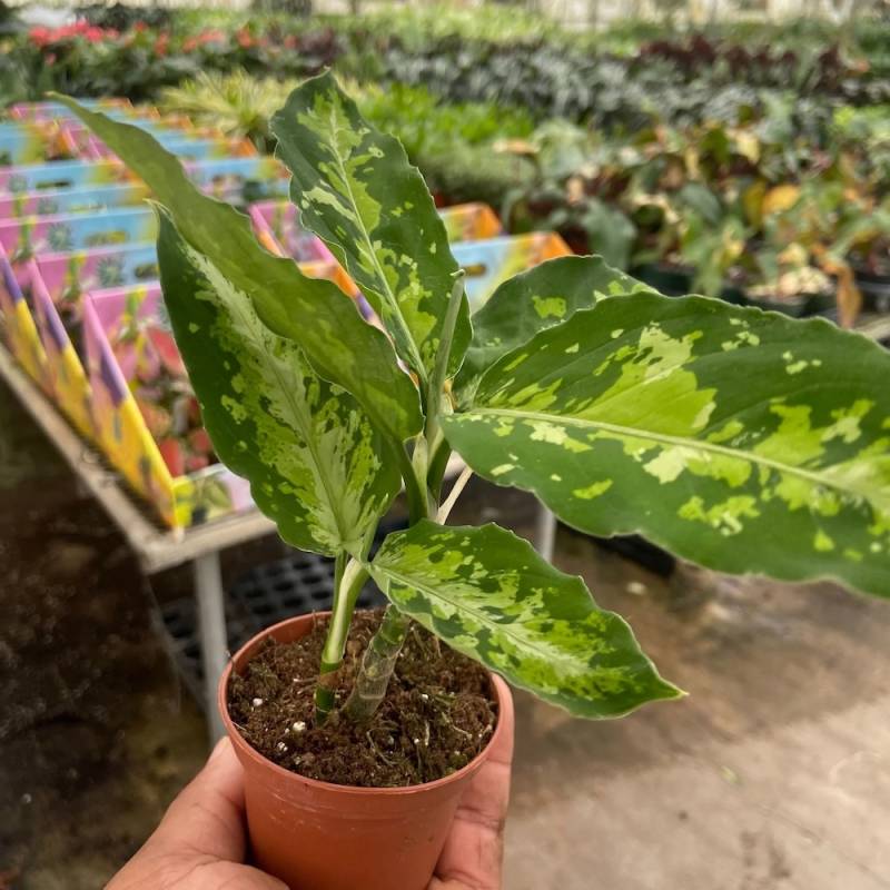 Chinese Evergreen Pictum Tricolor - Image 2