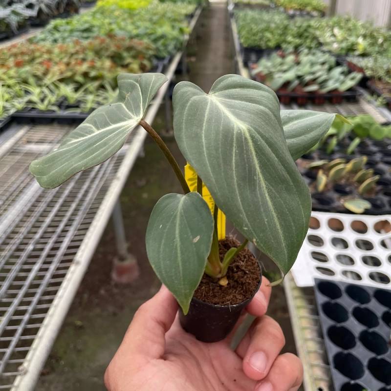 Philodendron Gloriosum - Image 3