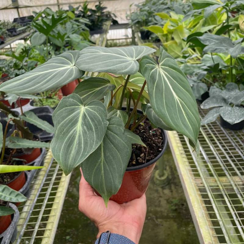 Philodendron Gloriosum - Image 2