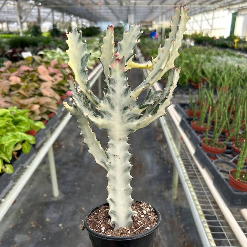 Succulent Euphorbia Dragon Bone - Image 2