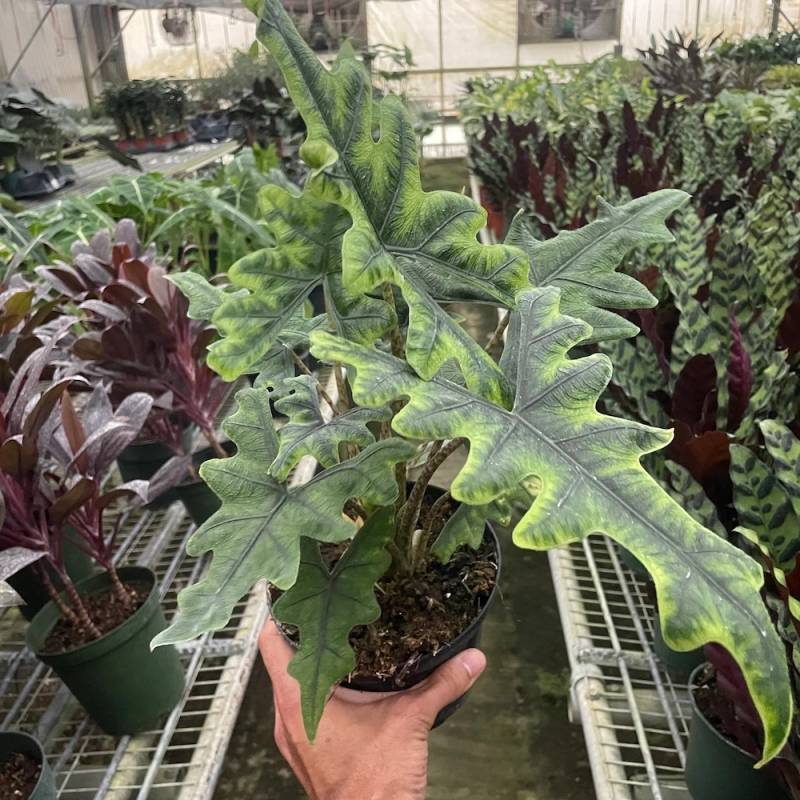 Alocasia Jacklyn - Image 2