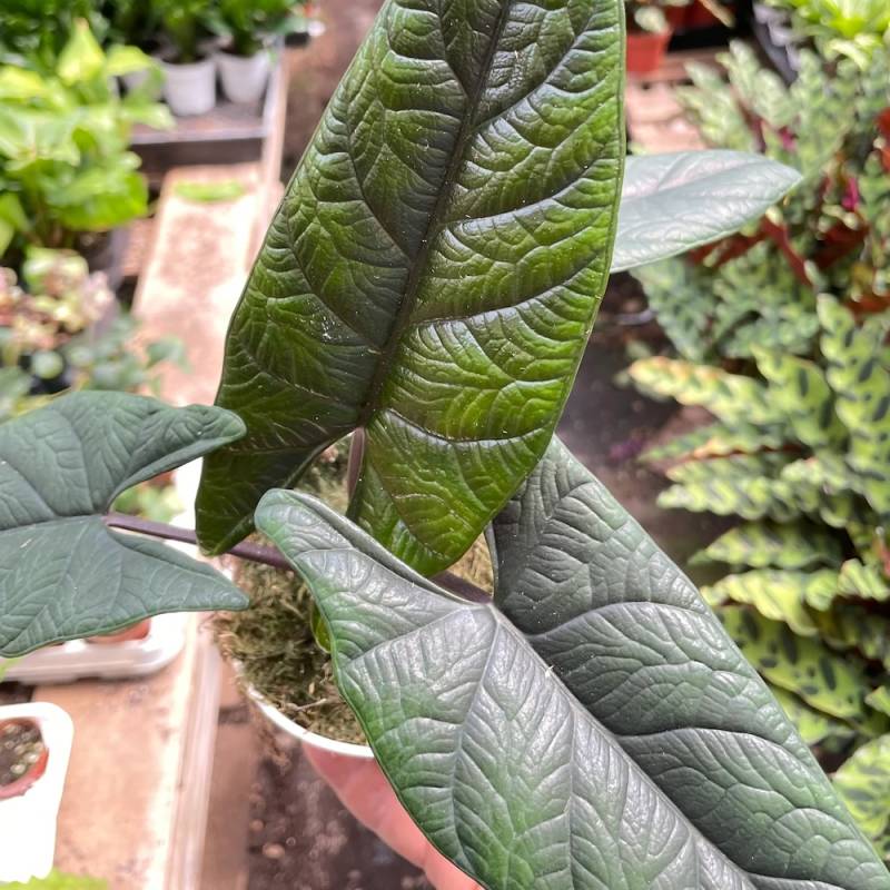 Alocasia Scalptum - Image 2