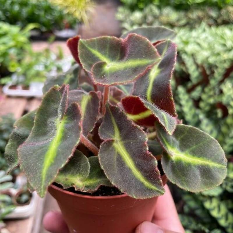 Begonia Striped