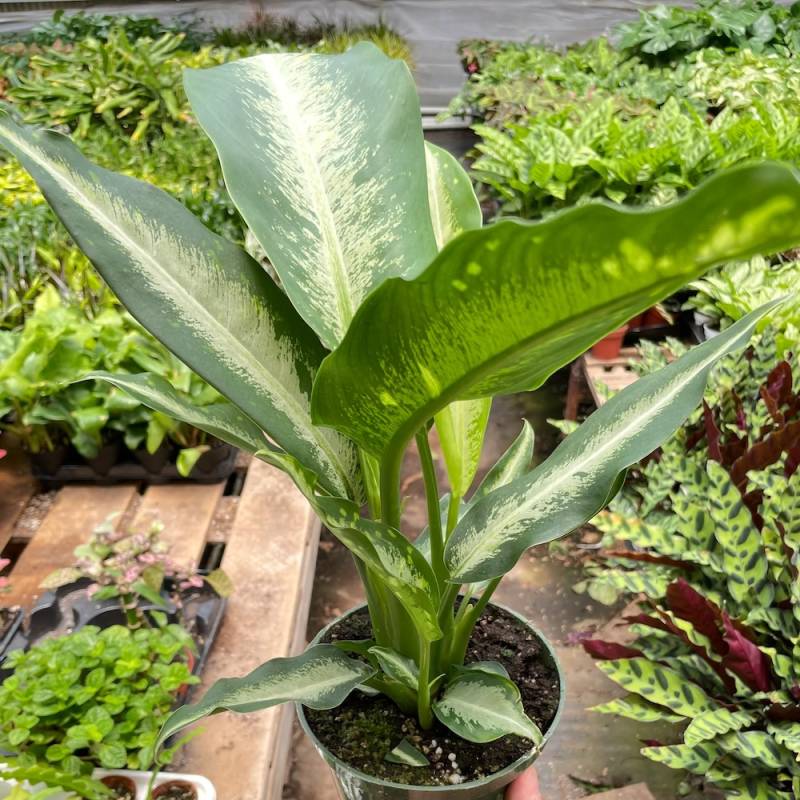 Dieffenbachia Panther - Image 3