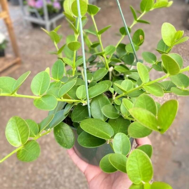 Hoya Cumingiana - Image 2