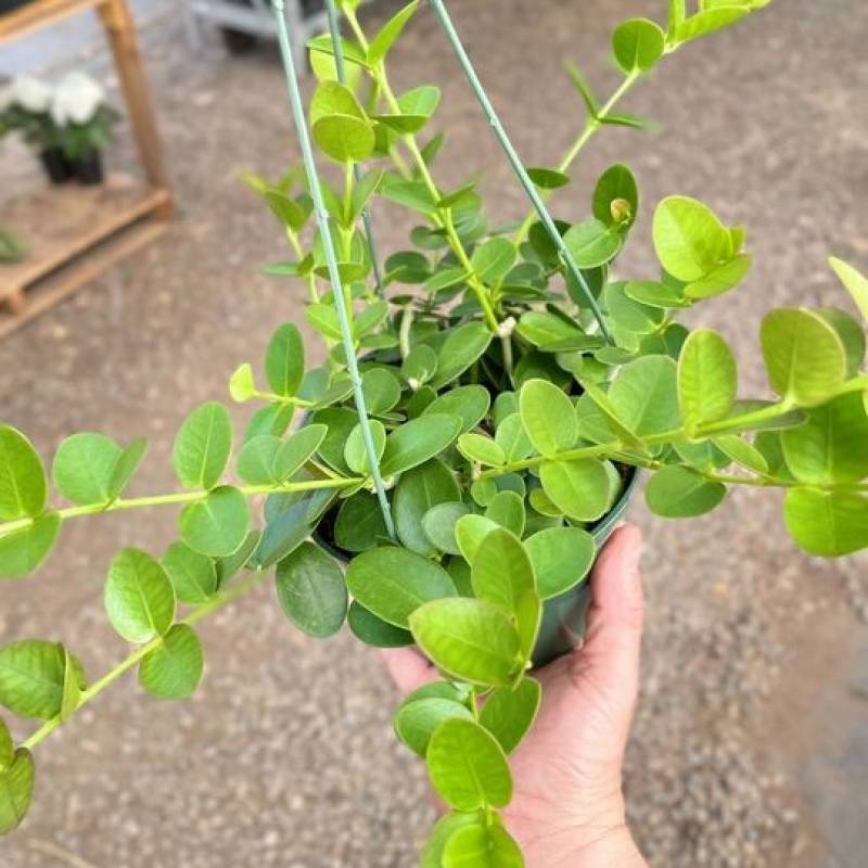 Hoya Cumingiana