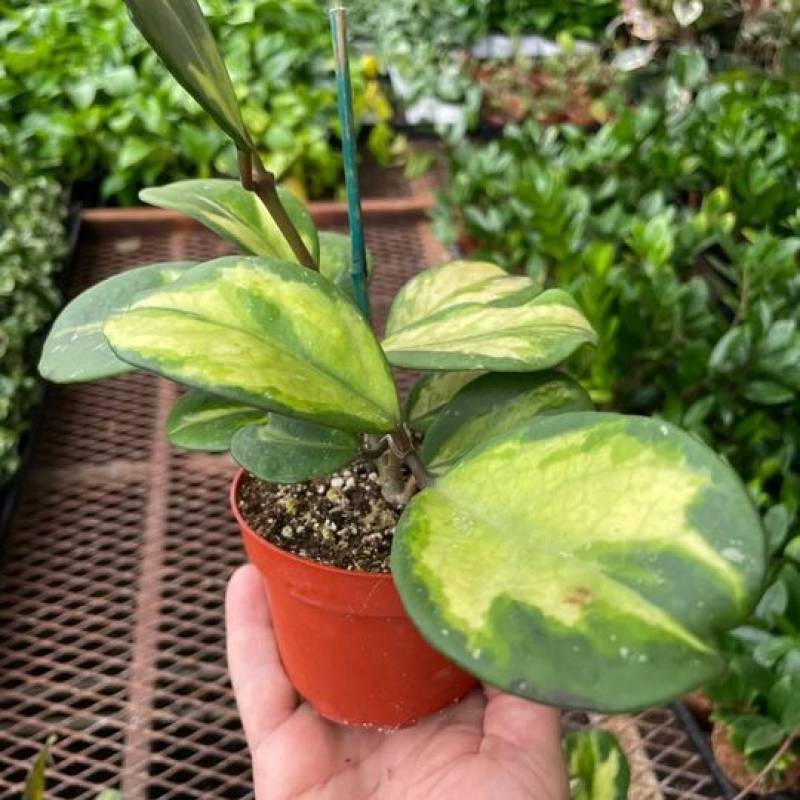 Hoya Obovata Reverse