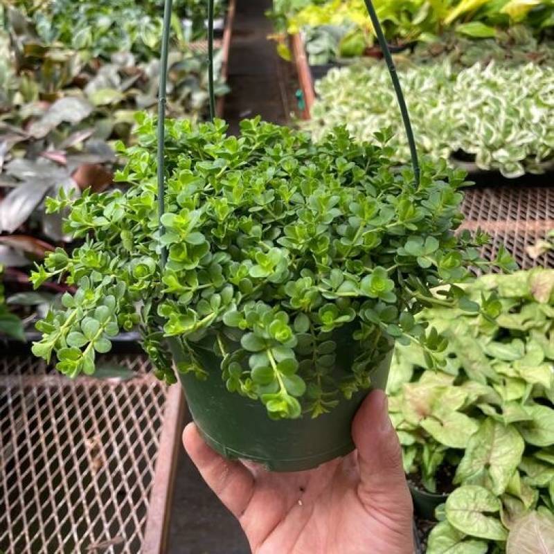 Peperomia Deppeana