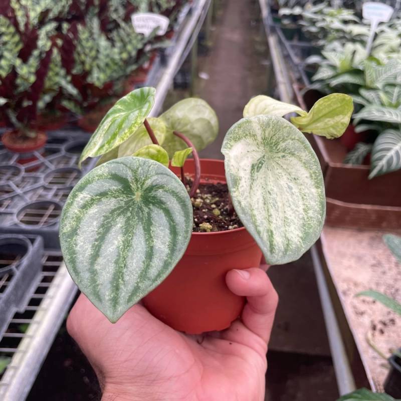 Peperomia Watermelon Variegated - Image 2