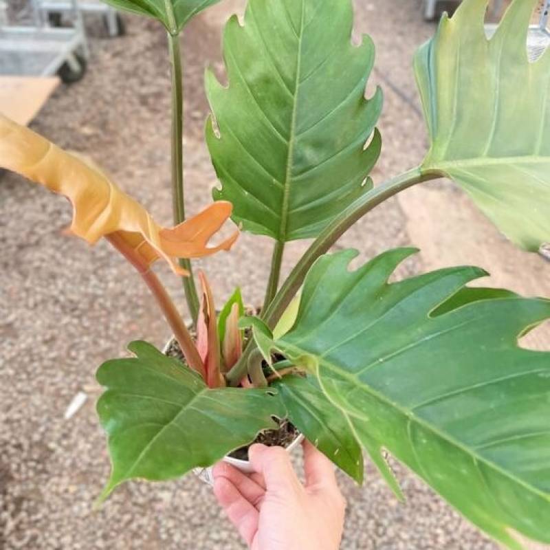 Philodendron Caramel Pluto