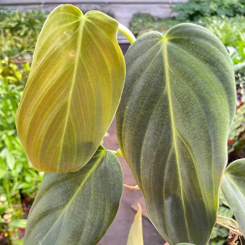 Philodendron Gigas - Image 2