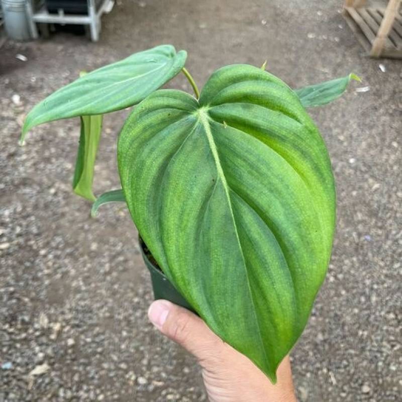 Philodendron Mcdowell