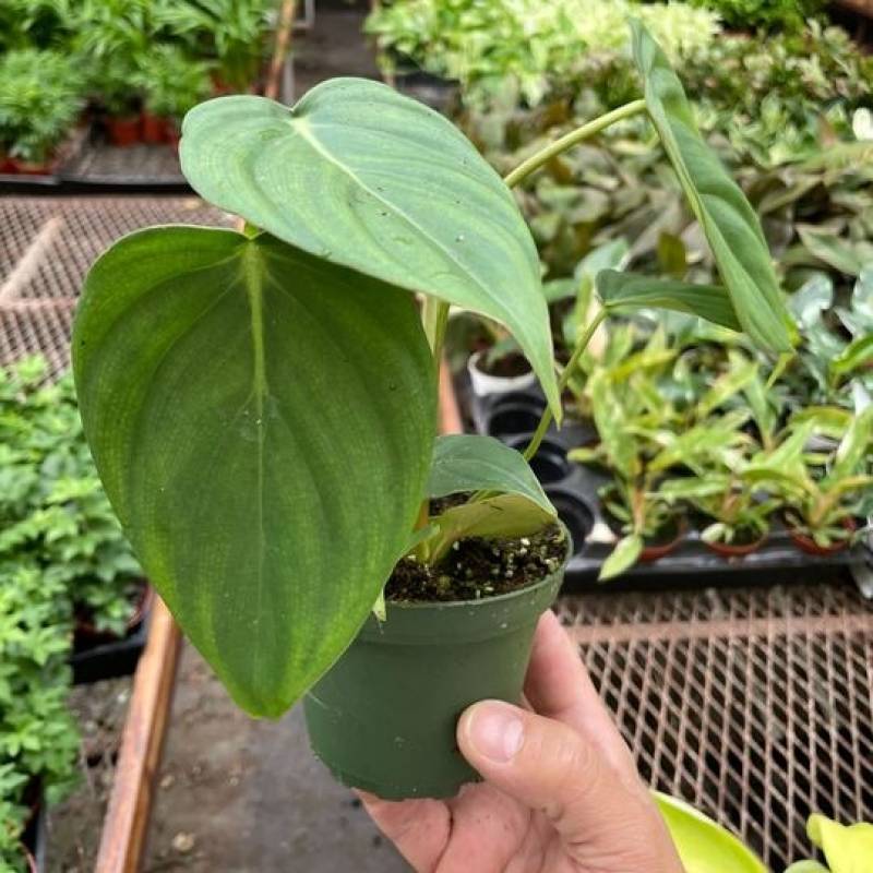 Philodendron Mcdowell - Image 3