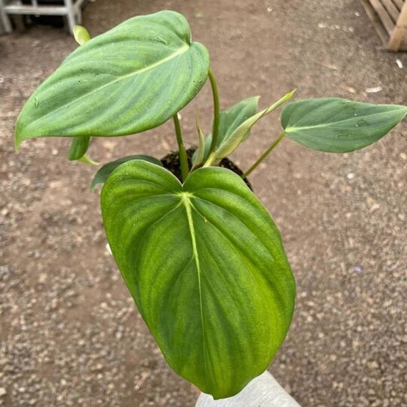 Philodendron Mcdowell - Image 2