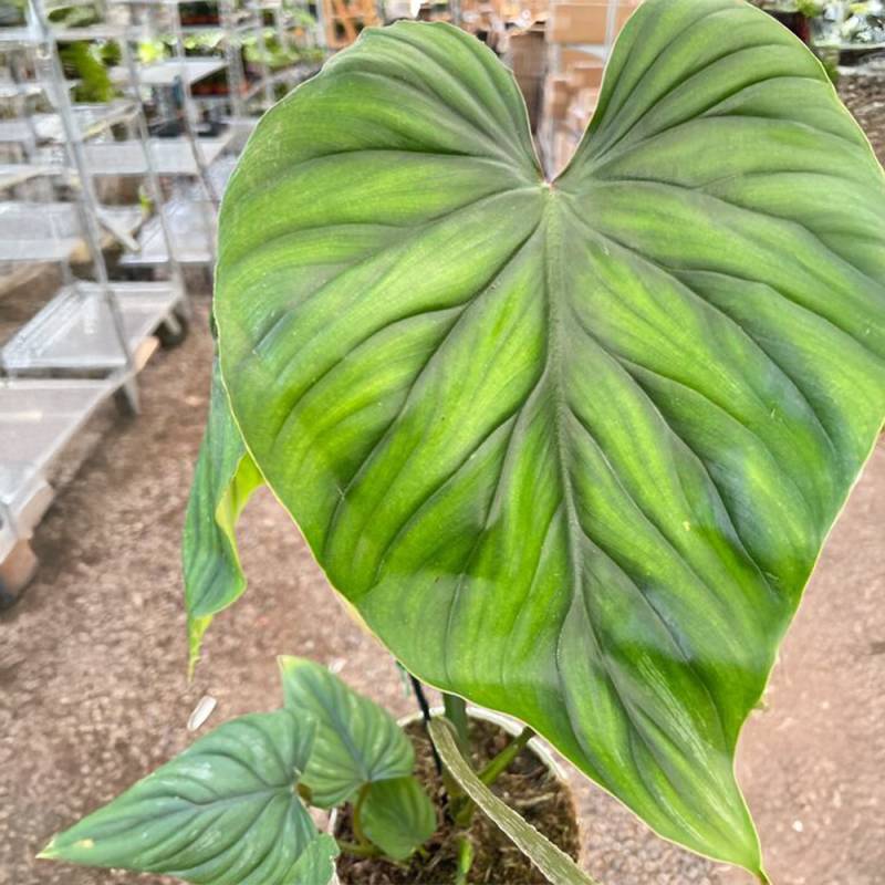 Philodendron PlowManii - Image 2