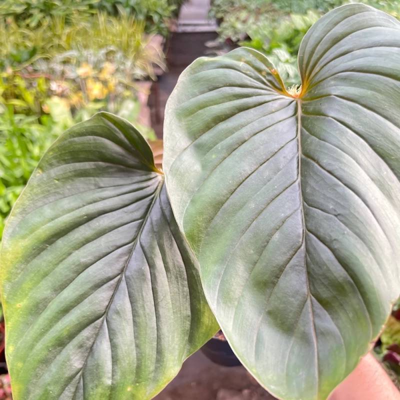 Philodendron Serpens - Image 2