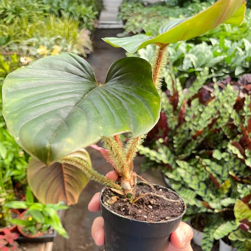 Philodendron Serpens - Image 3