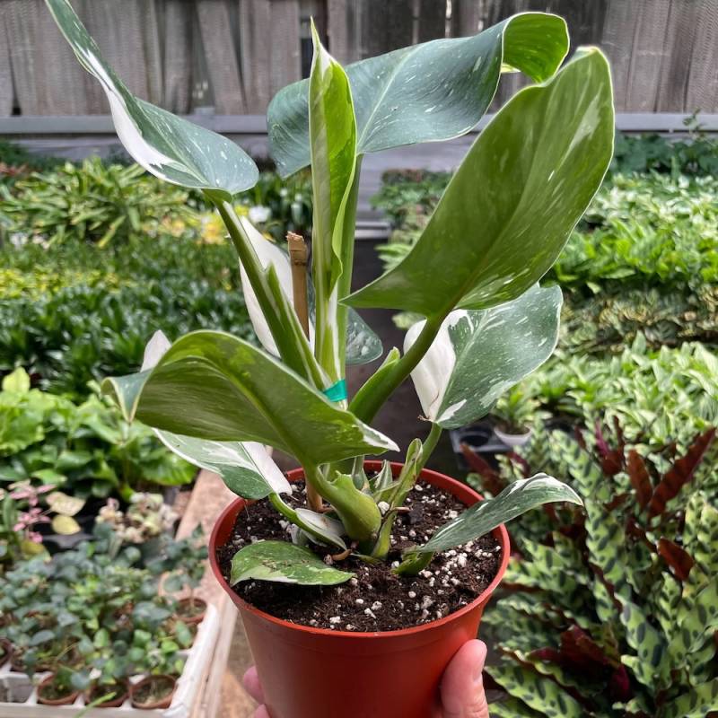 Philodendron White Wizard - Image 2