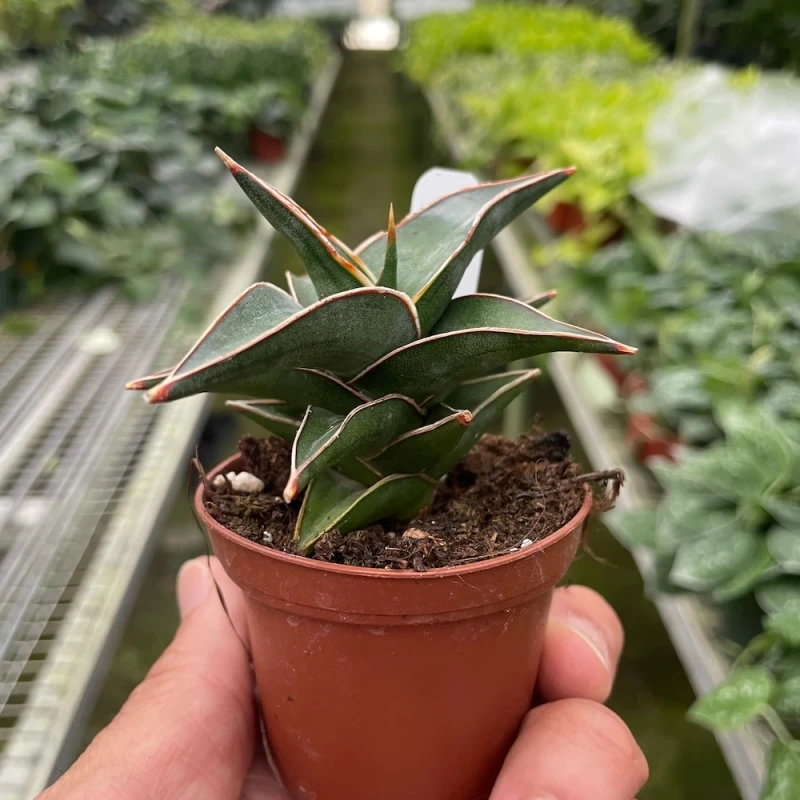 Snake Plant Lavranos